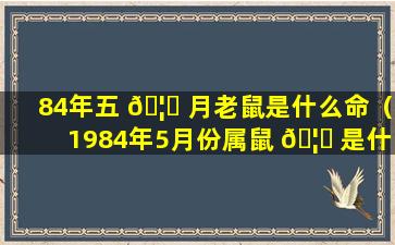 84年五 🦄 月老鼠是什么命（1984年5月份属鼠 🦟 是什么命）